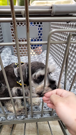 Pet Supply Store «Petland Dallas», reviews and photos, 11909 Preston Rd, Dallas, TX 75230, USA