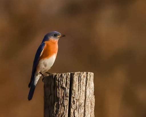 Bird Watching Area «Haehnle Sanctuary», reviews and photos, Seymour Rd, Pleasant Lake, MI 49272, USA