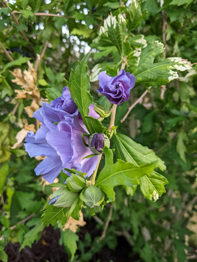 Park «Lynden City Park», reviews and photos