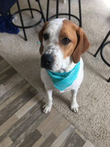 Pet Supply Store «PetSmart», reviews and photos, 2435 Prairie Center Pkwy, Brighton, CO 80601, USA