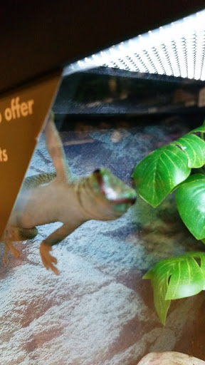 Pet Supply Store «Petco Animal Supplies», reviews and photos, 30697 US Hwy 19 N, Palm Harbor, FL 34684, USA