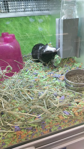 Pet Store «PetSmart», reviews and photos, 17150 Ventura Blvd, Encino, CA 91316, USA