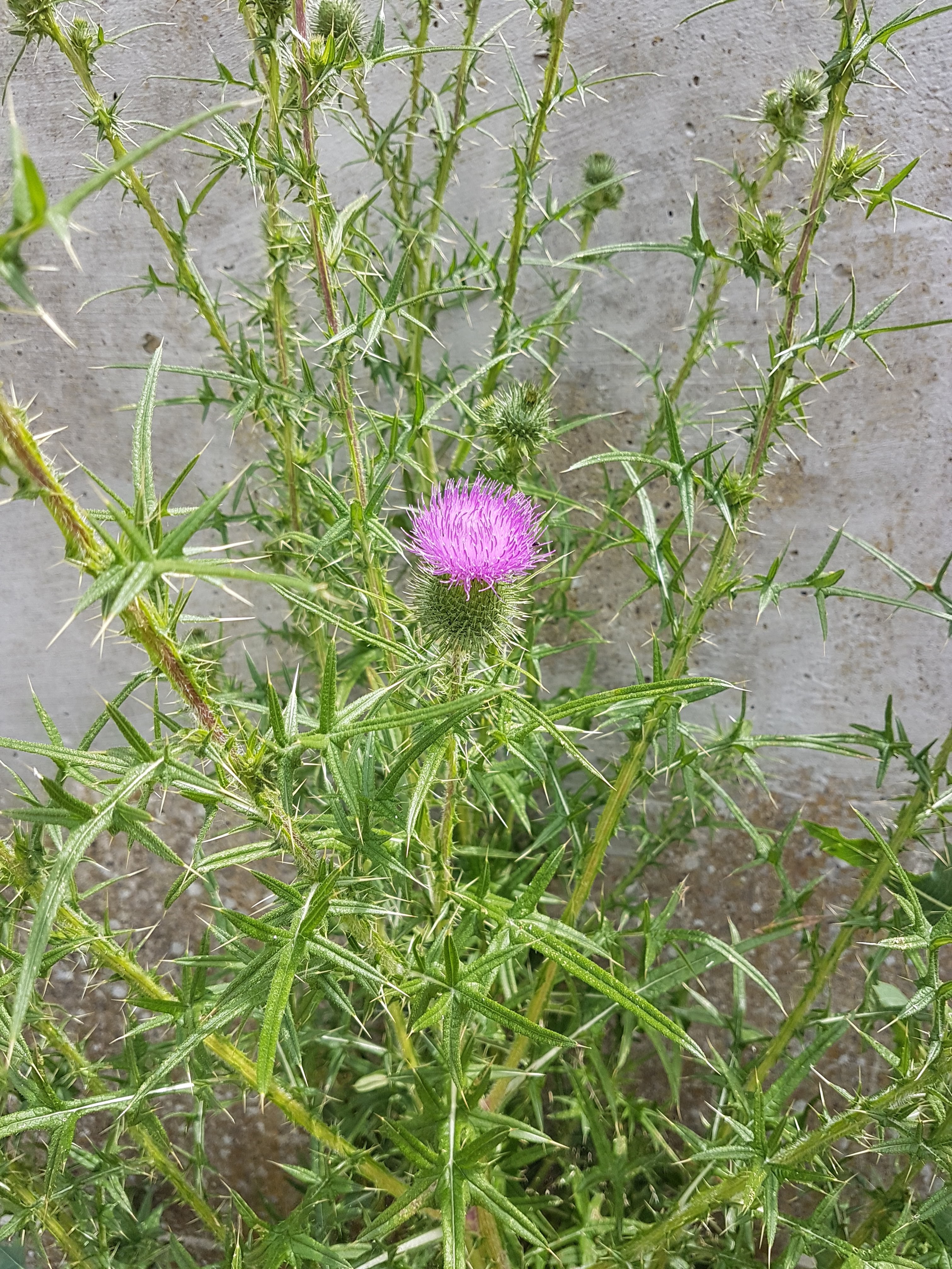 Photo n° 11 de l'avis de Amicie.e fait le 17/06/2020 à 14:41