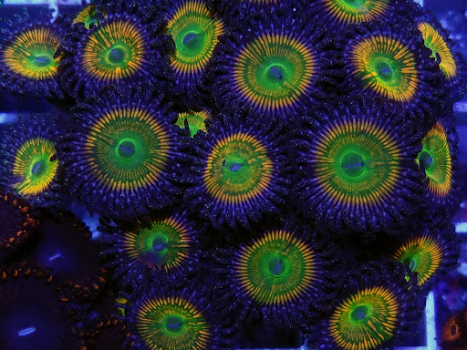 Pet Store «Aqua Pros», reviews and photos, 500 & 510 Pennsylvania Ave, Glen Ellyn, IL 60137, USA