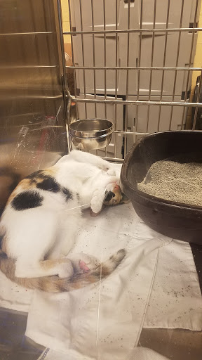 Pet Supply Store «PetSmart», reviews and photos, 8500 N Evanston Ave, Kansas City, MO 64157, USA