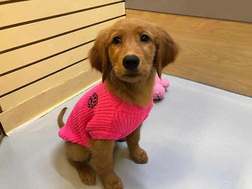 Pet Store «Pet Express», reviews and photos, 100 Independence Way, Danvers, MA 01923, USA