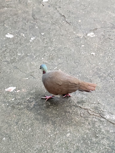 Zoo «Rainforest Pyramid», reviews and photos, 1 Hope Blvd, Galveston, TX 77554, USA