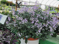 Kerby's Nursery & Landscaping - Photo 8 - Car repair in Seffner, FL, Brandon