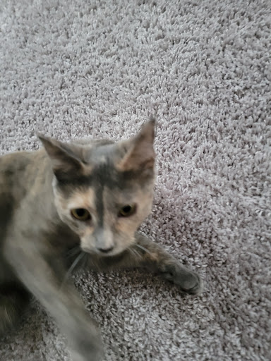 Animal Shelter «Heritage Humane Society», reviews and photos