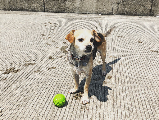 Gym «Chicago Primal Gym», reviews and photos, 1235 W Belmont Ave Unit B, Chicago, IL 60657, USA