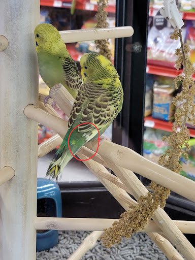 Pet Supply Store «Petco Animal Supplies», reviews and photos, 1111 S Main St #100, Bowling Green, OH 43402, USA