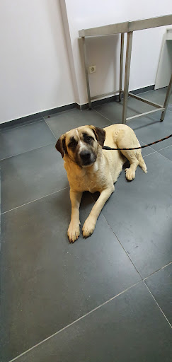Dharma Veterinaria en Villarreal