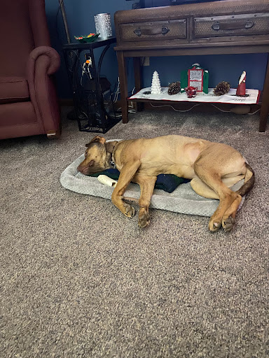 The Four Paws Resort