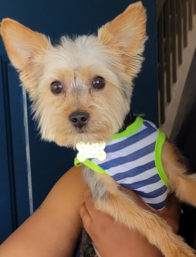 Pet Supply Store «PetSmart», reviews and photos, 47142 Michigan Ave, Canton, MI 48188, USA