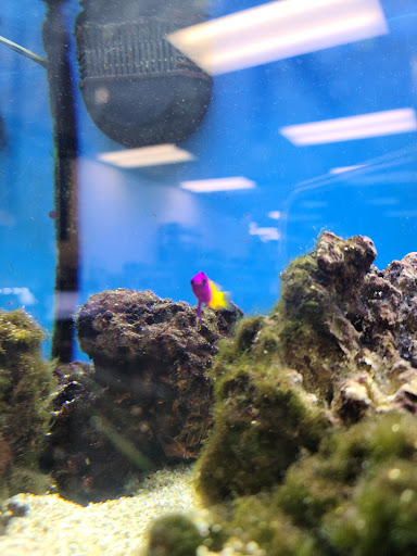 Pet Supply Store «Petco Animal Supplies», reviews and photos, 25451 Horace Harding Expy, Little Neck, NY 11362, USA