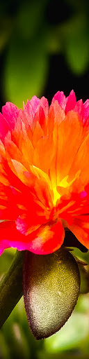 Florist «Sykes the Florist and Greenhouses», reviews and photos, 1300 Lawrence St, Lowell, MA 01852, USA