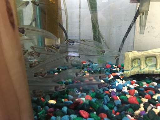 Pet Supply Store «Pet Zone Tropical Fish», reviews and photos, 4266 University Ave, San Diego, CA 92105, USA