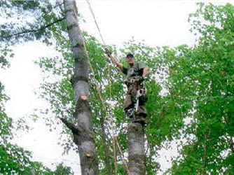 AAA Tree Service