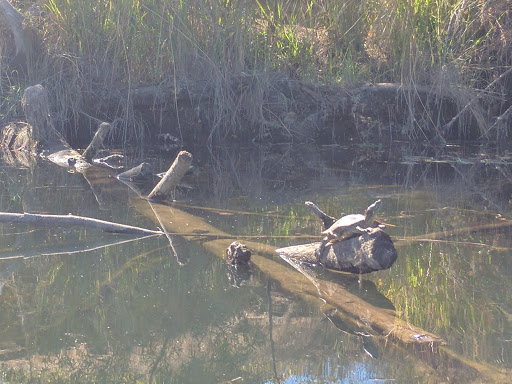 Nature Preserve «Mississippi Bar», reviews and photos, Jedediah Smith Memorial Trail, Fair Oaks, CA 95628, USA