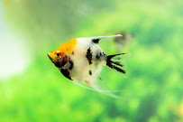 ADHD Aquatics - Photo 9 - Car repair in Ogden, UT, Ogden