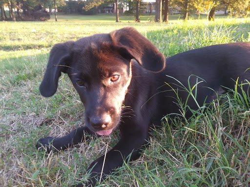 Park «Wilkes Park», reviews and photos, Morgan Rd, Fort Campbell, KY 42223, USA