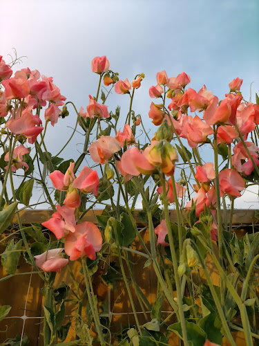 Found Amongst The Flowers - Florist