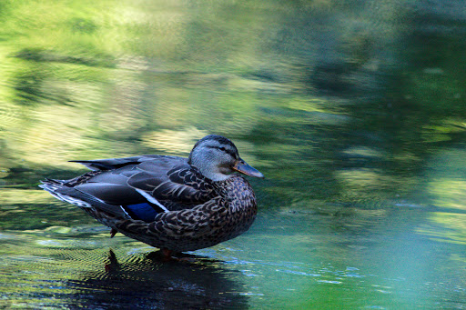 Park «Bronx River Park», reviews and photos, 2 Bronx River Pkwy, Scarsdale, NY 10583, USA