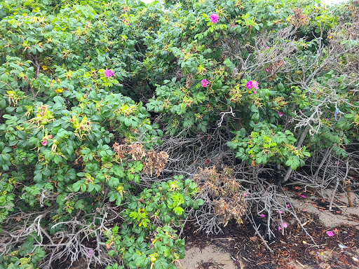 Nature Preserve «Johnson Field Preserve at Mackerel Cove», reviews and photos, 25 Abner Point Rd, Bailey Island, ME 04003, USA