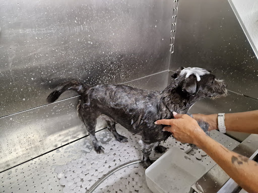 Hundesalon & Katzensalon - Jasmins Tierstübchen, Inh.Jasmin Kohl unter Klingenberg am Main, 