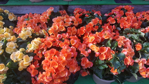 Garden Center «Dees Nursery & Florist», reviews and photos, 69 Atlantic Ave, Oceanside, NY 11572, USA