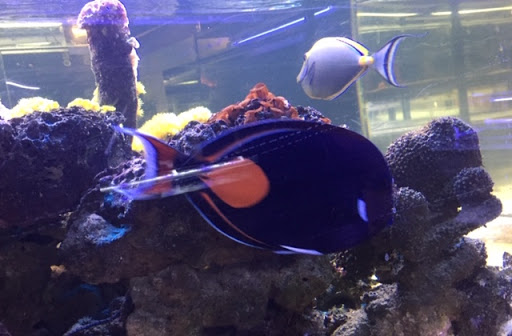 Tropical Fish Store «Jurassic Aquatics & Pets», reviews and photos, 1413 Golden Gate Blvd E, Cleveland, OH 44124, USA