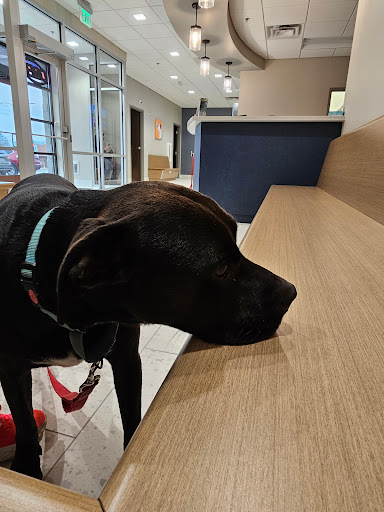 Midwest Veterinary Specialists image