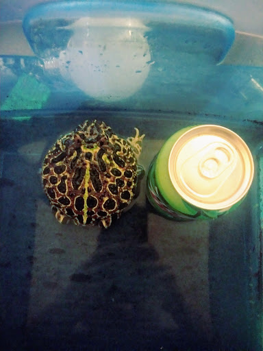 Pet Supply Store «Petco Animal Supplies», reviews and photos, 131 Topsham Fair Mall Rd #1, Topsham, ME 04086, USA