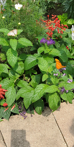 Tourist Attraction «Peck Butterfly House», reviews and photos, 4038 Kaneville Rd, Geneva, IL 60134, USA