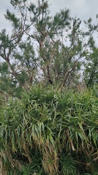 仲里野球場