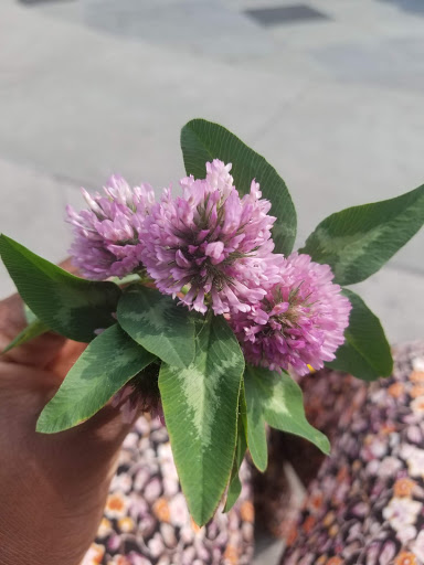 Park «Montbellier Park», reviews and photos, Springfield Blvd, Springfield Gardens, NY 11413, USA