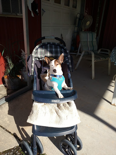 Flea Market «Red Barn Flea Market Auction», reviews and photos, 3381 Kings Hwy, Colonial Beach, VA 22443, USA