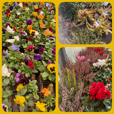 Floriplantes à La Sauvetat
