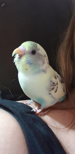 Pet Supply Store «College Greens Pet Center», reviews and photos, 3311 Julliard Dr # A, Sacramento, CA 95826, USA