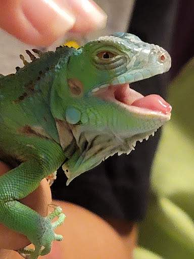 Pet Store «Southside Aquatics», reviews and photos, 2039 Pleasanton Rd, San Antonio, TX 78221, USA