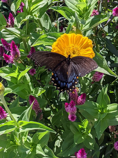 Cider Mill «Virtue Cider», reviews and photos, 2170 62nd St, Fennville, MI 49408, USA