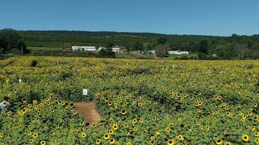 Tourist Attraction «Sunflower Maze», reviews and photos, South St, Middlefield, CT 06455, USA