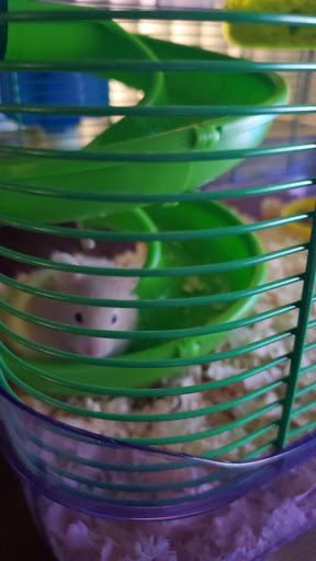 Pet Supply Store «Pet Supplies Plus», reviews and photos, 15060 Eureka Rd, Southgate, MI 48195, USA