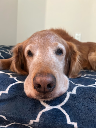 Mobile Cat & Dog Vet image