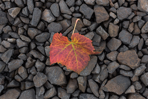 Winery «Coria Estates», reviews and photos, 8252 Redstone Ave SE, Salem, OR 97306, USA