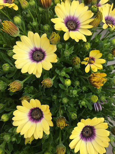 Grocery Store «Market Basket», reviews and photos, 8 Highland Common E, Hudson, MA 01749, USA