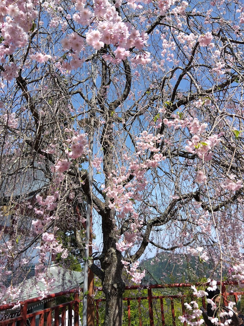 武蔵御嶽神社枝垂れ桜