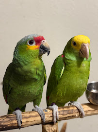 Alex's Exotic Birds - Photo 9 - Car repair in Donna, TX, McAllen