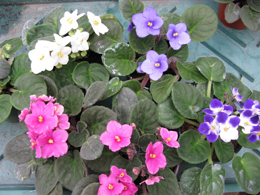 Florist «Ray Hunter Florist & Garden», reviews and photos, 16153 Eureka Rd, Southgate, MI 48195, USA