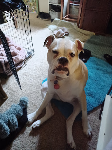 Pet Supply Store «Sunflower Pet Supply», reviews and photos, 4040 W Ray Rd, Chandler, AZ 85226, USA